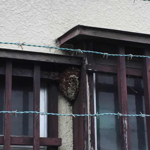 スズメバチの駆除と巣の撤去