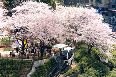 飛鳥山公園 お花見場所取り お花見の場所取り代行サービス らくだ暮らしのサービス公式