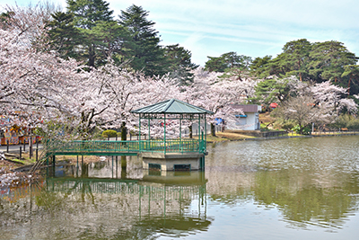 大宮公園 お花見場所取り お花見の場所取り代行サービス らくだ暮らしのサービス公式