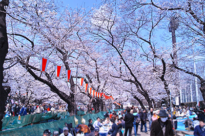 上野恩賜公園 お花見場所取り お花見の場所取り代行サービス らくだ暮らしのサービス公式