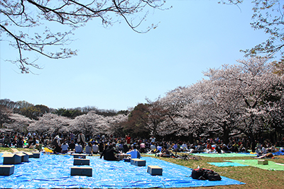 代々木公園 お花見場所取り お花見の場所取り代行サービス らくだ暮らしのサービス公式